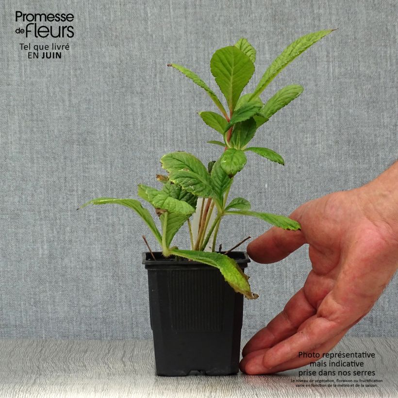 Esimerkki kesällä toimitetusta Sulkavaleangervo - Rodgersia pinnata Taimiruukku 8/9 cm-taimesta