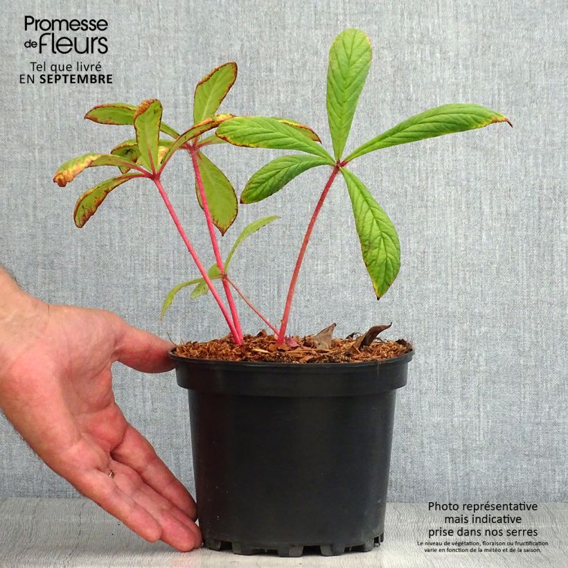 Esimerkki kesällä toimitetusta Sulkavaleangervo - Rodgersia pinnata Ruukku 1,5L / 2L-taimesta