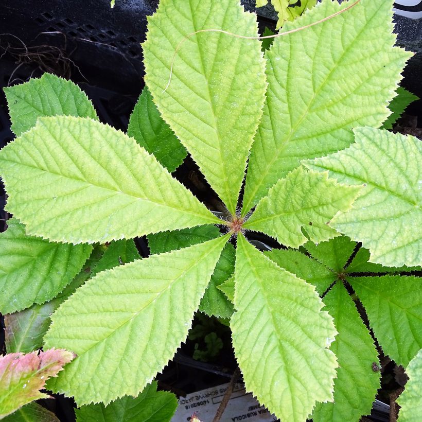 Liuskavaleangervo - Rodgersia podophylla (Lehvistö)