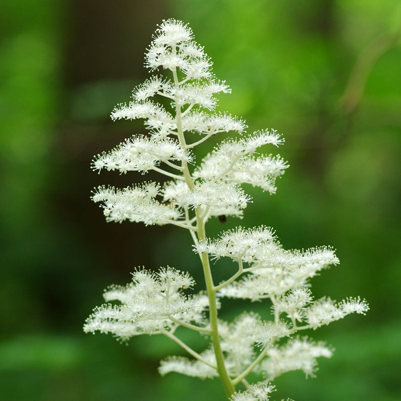 Liuskavaleangervo - Rodgersia podophylla (Kukinta)
