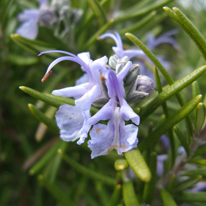 Rosmariini Tuscan Blue (Kukinta)