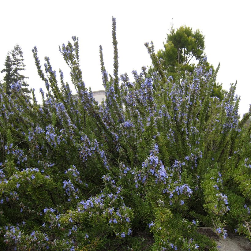 Rosmariini Tuscan Blue (Kasvutapa)