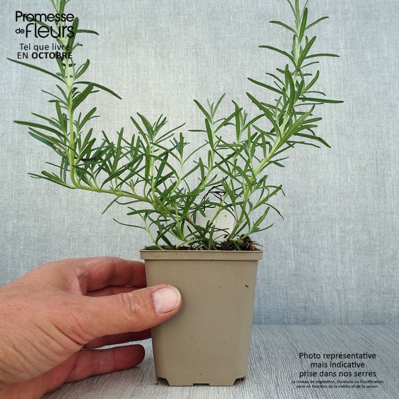 Esimerkki syksyllä toimitetusta Rosmariini Albiflorus 8/9 cm taimiruukku-taimesta