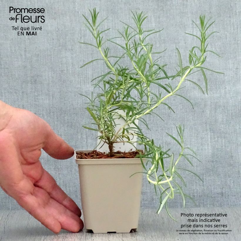 Esimerkki keväällä toimitetusta Rosmariini Albiflorus Taimiruukku 8/9 cm-taimesta