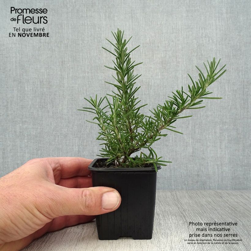 Esimerkki syksyllä toimitetusta Rosmariini Pointe du Raz 8/9 cm taimiruukku-taimesta
