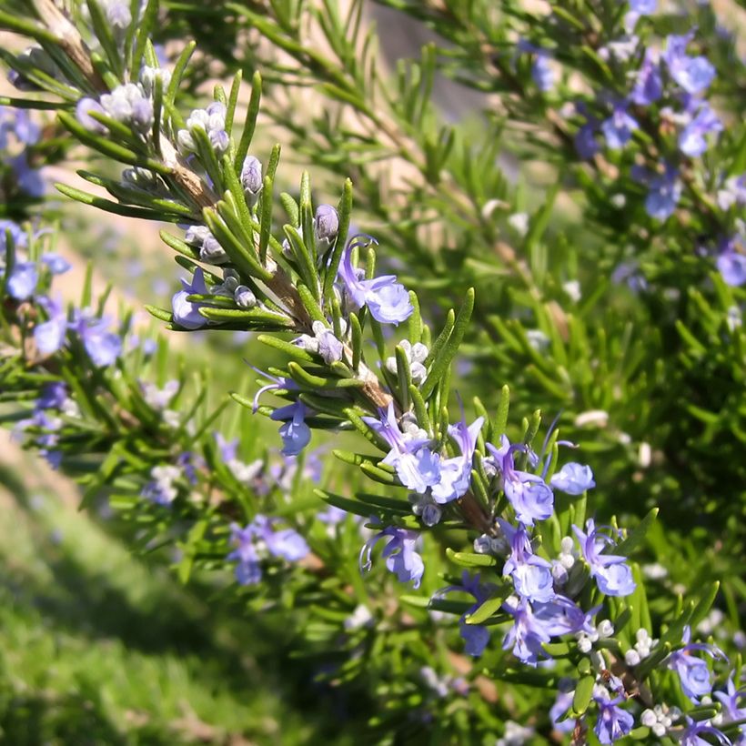 Rohtorosmariini (rosmariini) luomu - Rosmarinus officinalis (Kukinta)