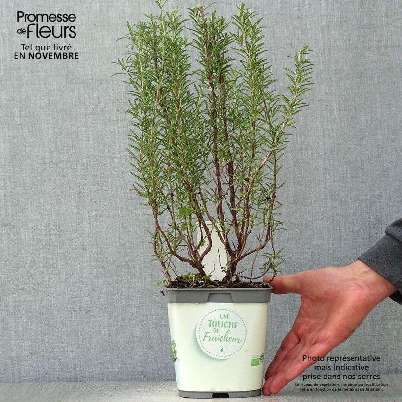 Esimerkki syksyllä toimitetusta Rohtorosmariini (rosmariini) luomu taimena - Rosmarinus officinalis 1 litran / 1,5 litran ruukku-taimesta