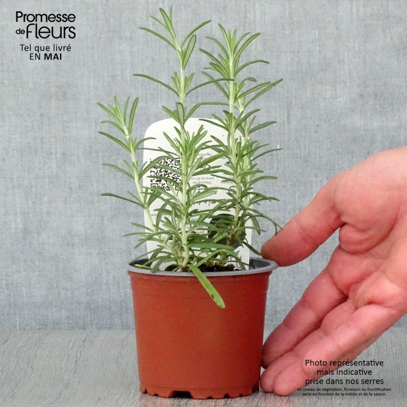 Esimerkki keväällä toimitetusta Rohtorosmariini (rosmariini) luomu taimena - Rosmarinus officinalis 10 cm/11 cm ruukku-taimesta