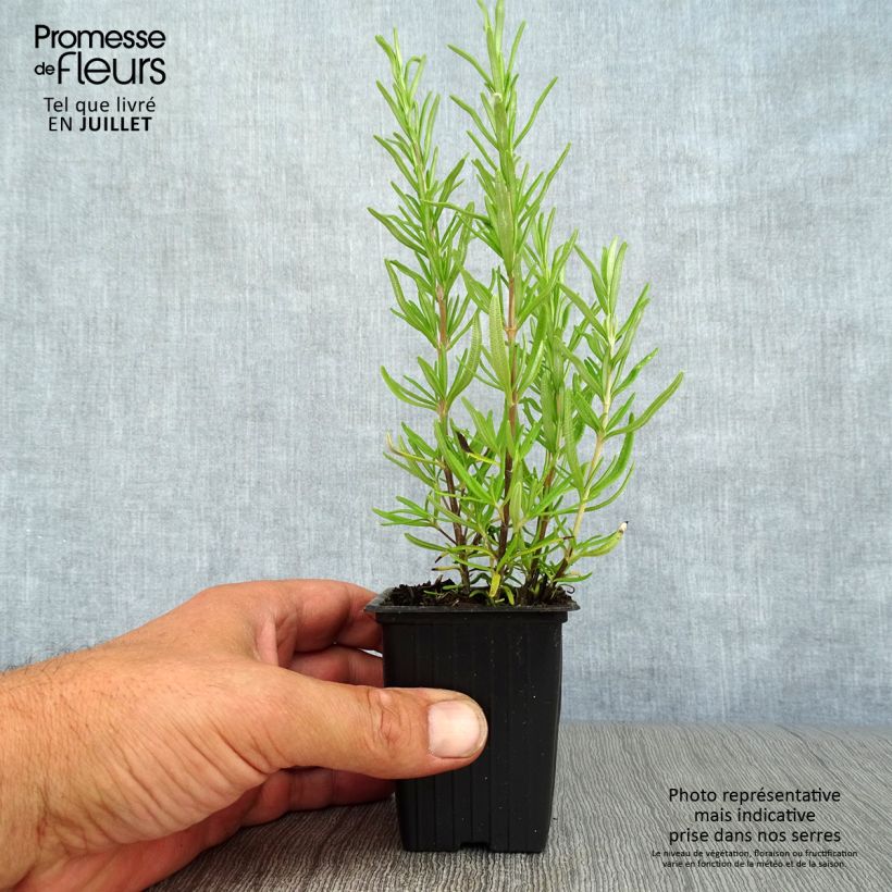 Esimerkki kesällä toimitetusta Rosmariini - Rosmarinus officinalis Taimiruukku 7/8 cm-taimesta