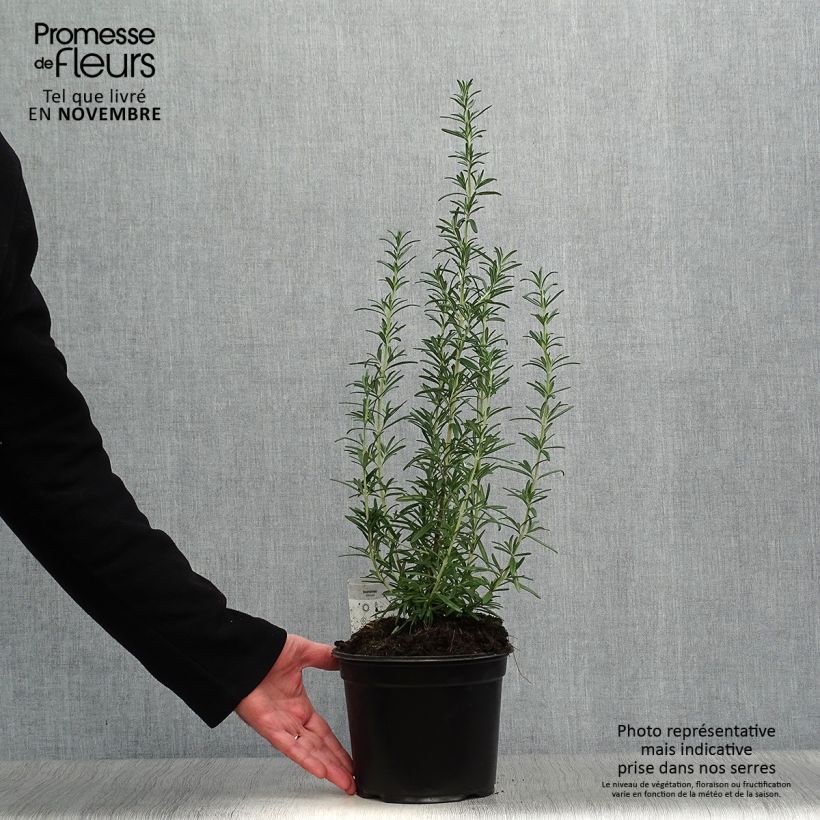 Esimerkki syksyllä toimitetusta Rosmariini - Rosmarinus officinalis 1 litran / 1,5 litran ruukku-taimesta