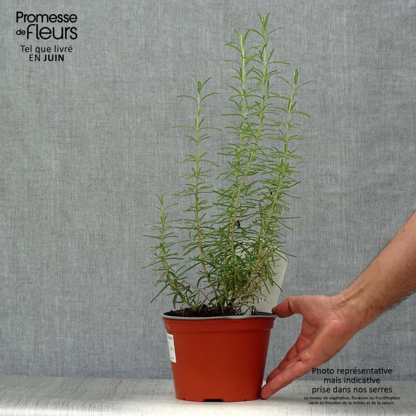 Esimerkki kesällä toimitetusta Rosmariini - Rosmarinus officinalis Ruukku 1L / 1,5L-taimesta