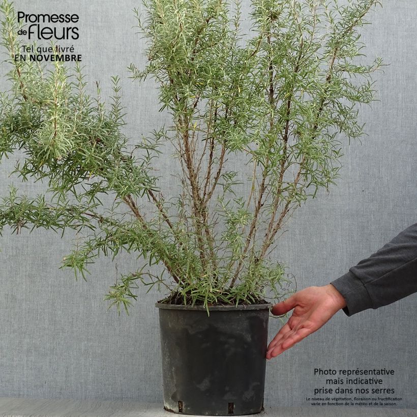 Esimerkki syksyllä toimitetusta Rosmariini - Rosmarinus officinalis 3 litran/4 litran ruukku-taimesta