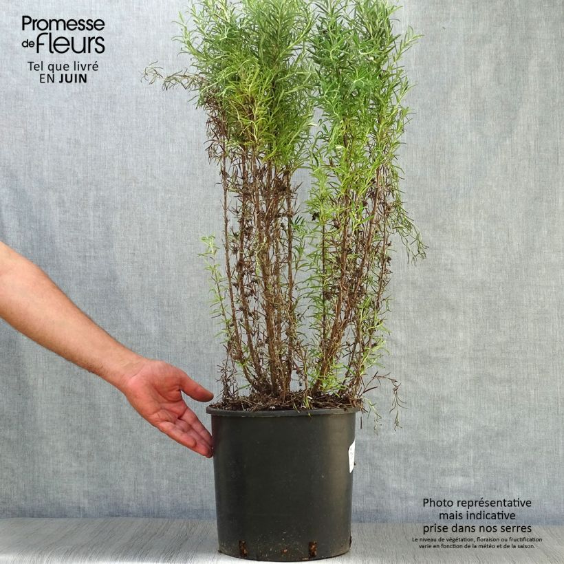 Esimerkki kesällä toimitetusta Rosmariini - Rosmarinus officinalis Ruukku 3L / 4L-taimesta