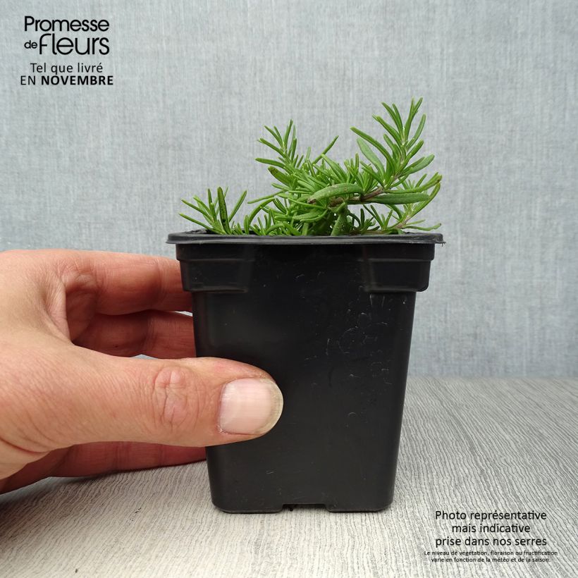 Esimerkki syksyllä toimitetusta Rosmariini Prostratus 7/8 cm taimiruukku-taimesta