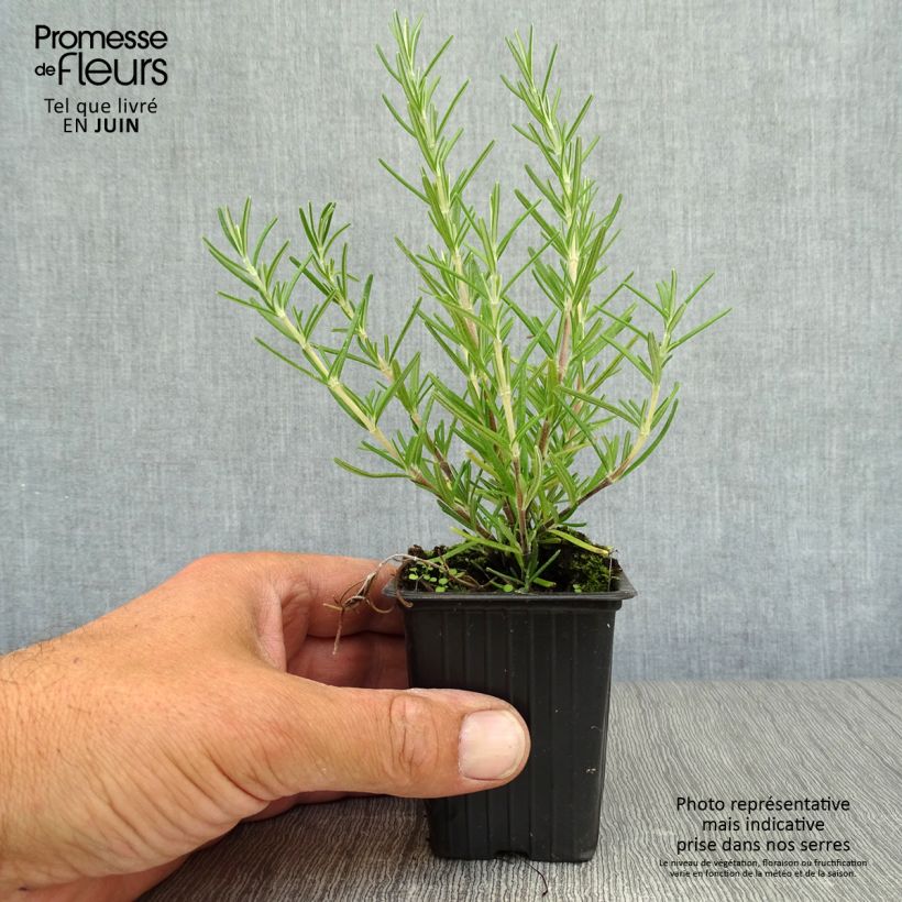 Esimerkki kesällä toimitetusta Rosmariini Prostratus Godet de 7/8 cm-taimesta