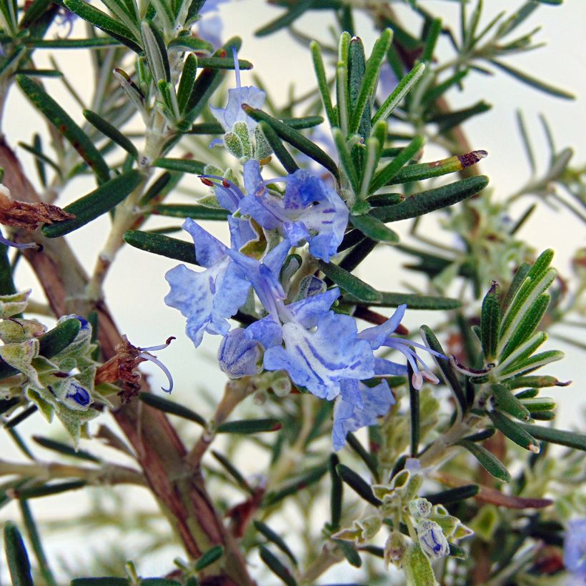 Rosmariini Prostratus (Kukinta)