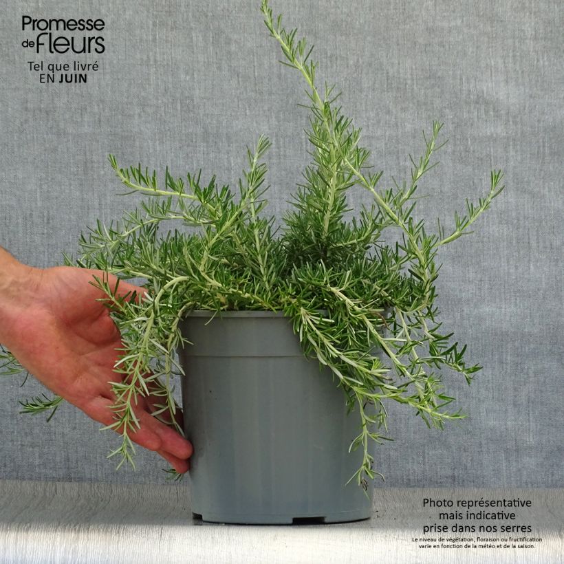 Esimerkki kesällä toimitetusta Rosmariini Prostratus Pot de 1L/1,5L-taimesta