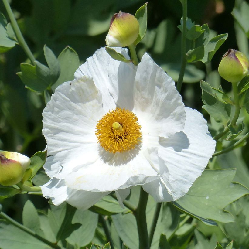 Pensasunikko - Romneya coulteri (Kukinta)