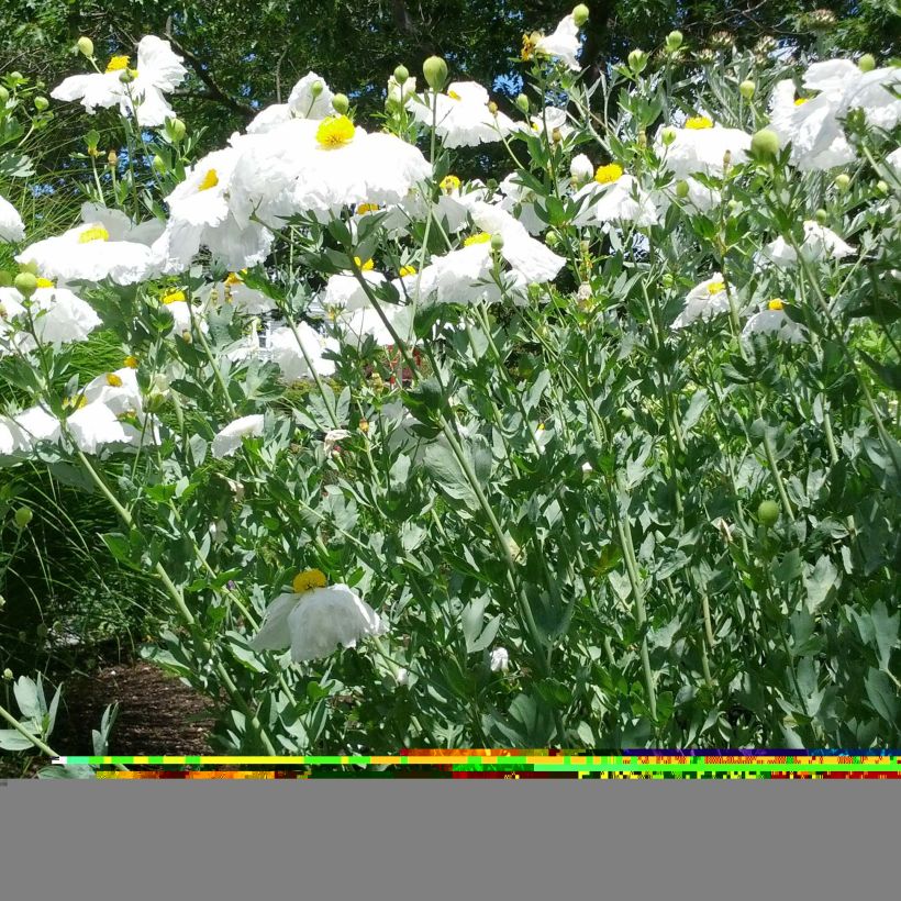 Pensasunikko - Romneya coulteri (Kasvutapa)