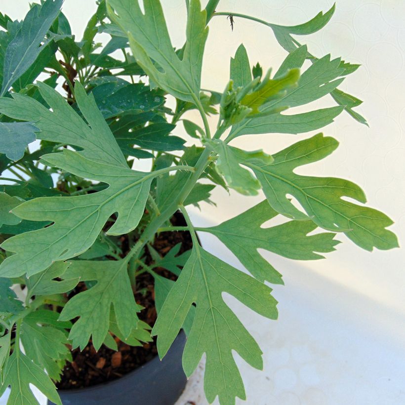 Pensasunikko - Romneya coulteri (Lehvistö)