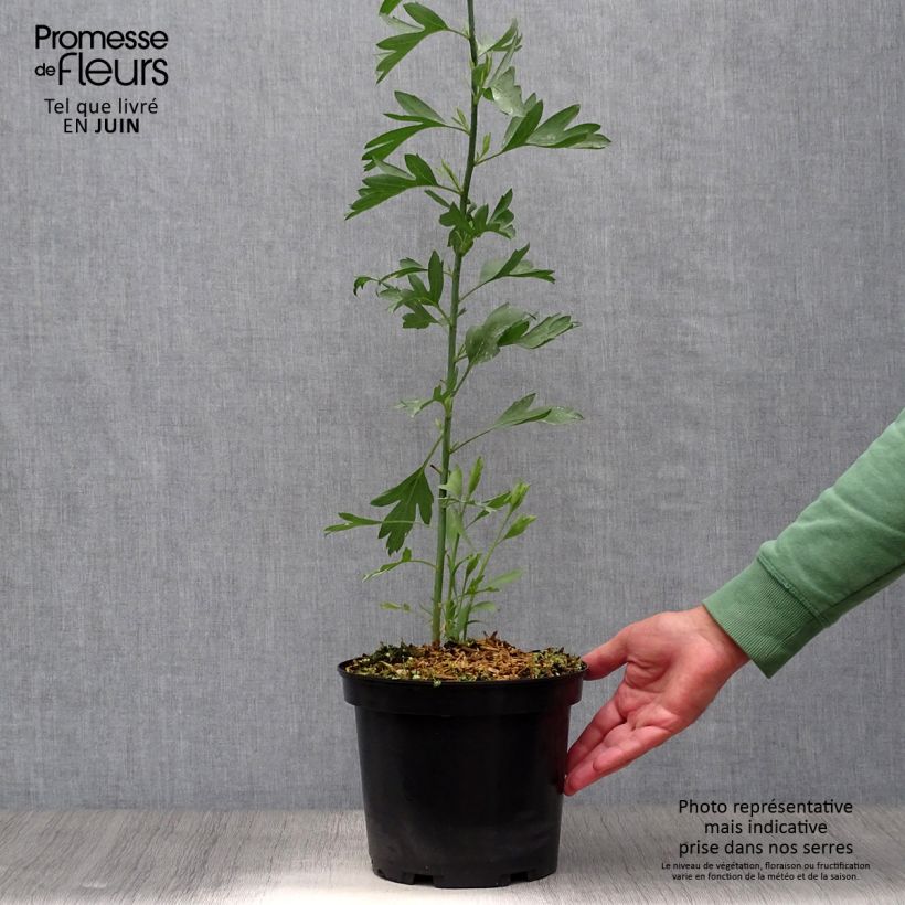 Esimerkki kesällä toimitetusta Pensasunikko - Romneya coulteri Pot de 2L/3L-taimesta
