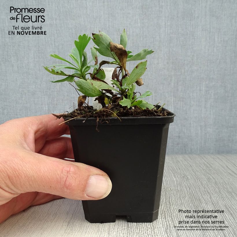 Esimerkki syksyllä toimitetusta Pensasunikko - Romneya coulteri 8/9 cm taimiruukku-taimesta