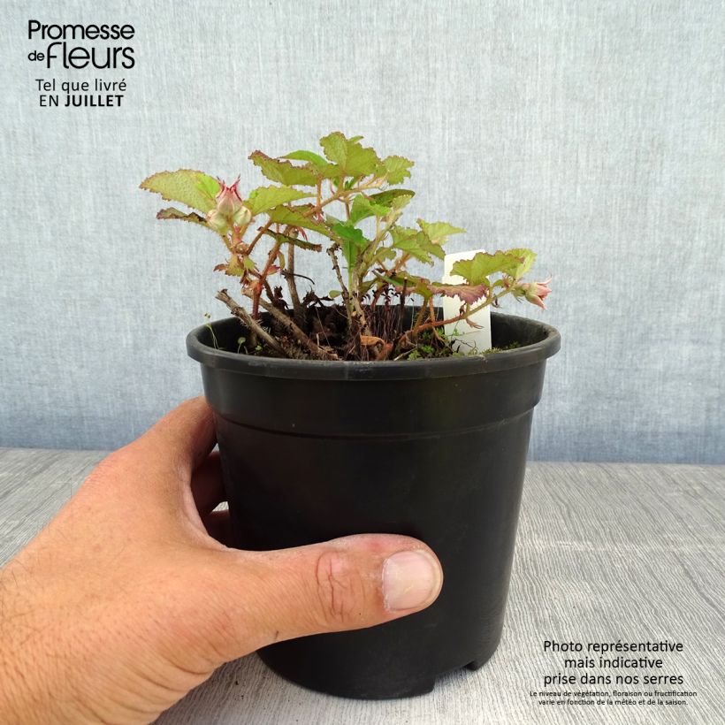 Esimerkki kesällä toimitetusta Aitokarhunvatukka Betty Ashburner Pot de 1,5L/2L-taimesta