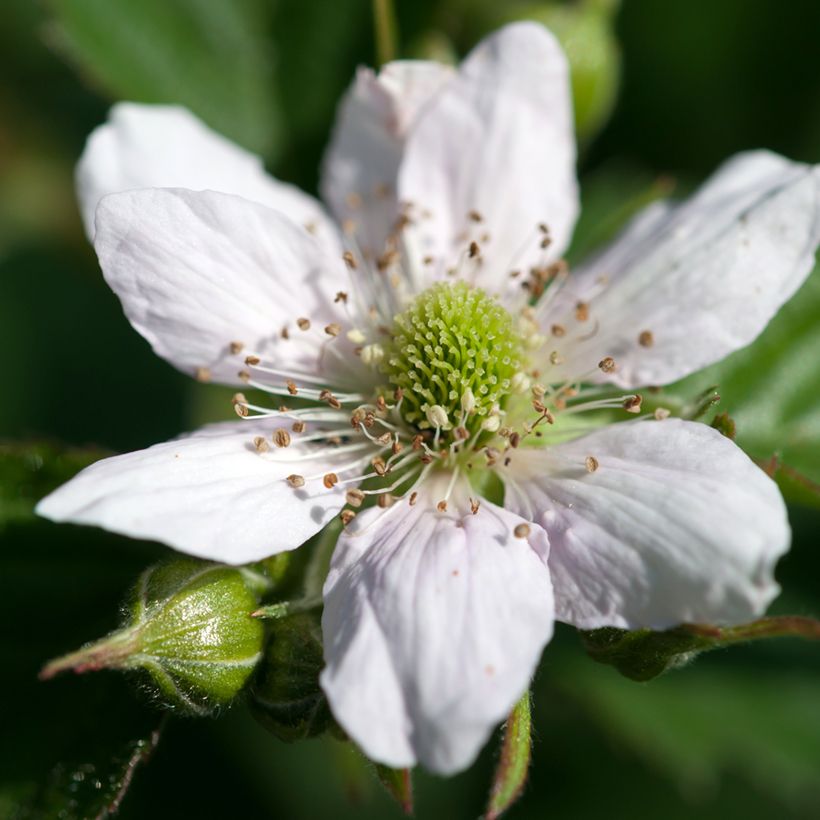 Tarhakarhunvatukka (karhunvadelma) - Rubus fruticosus (Kukinta)