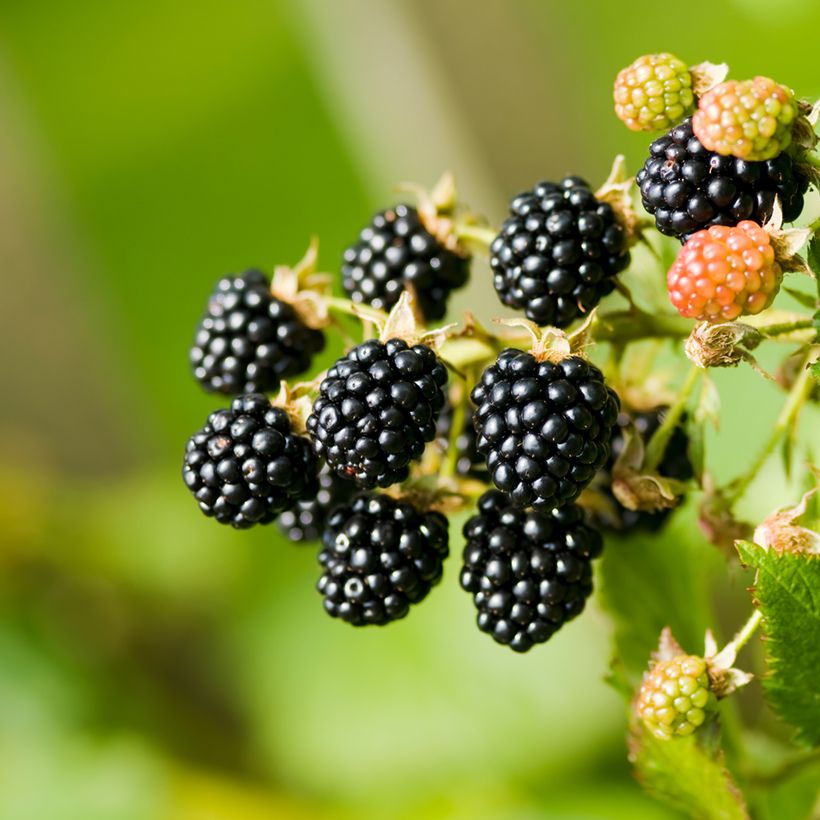 Tarhakarhunvatukka (karhunvadelma) - Rubus fruticosus (Sadonkorjuu)
