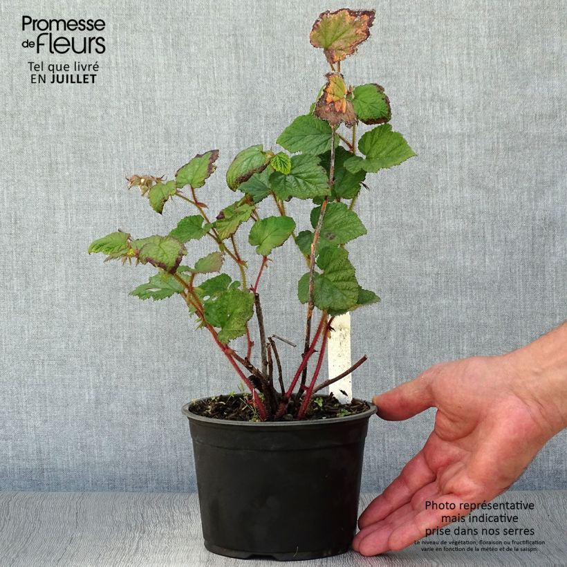 Esimerkki kesällä toimitetusta Aitokarhunvatukka - Rubus tricolor Ruukku 1L / 1,5L-taimesta
