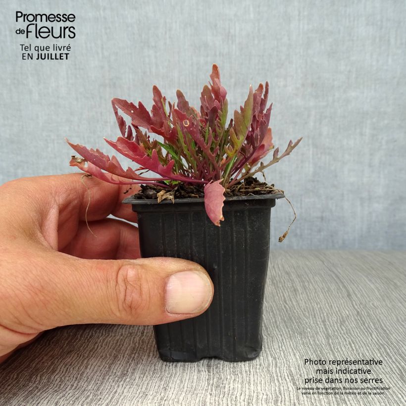 Esimerkki kesällä toimitetusta Valkohietasinappi luomu - Diplotaxis erucoides 8/9 cm taimiruukku-taimesta
