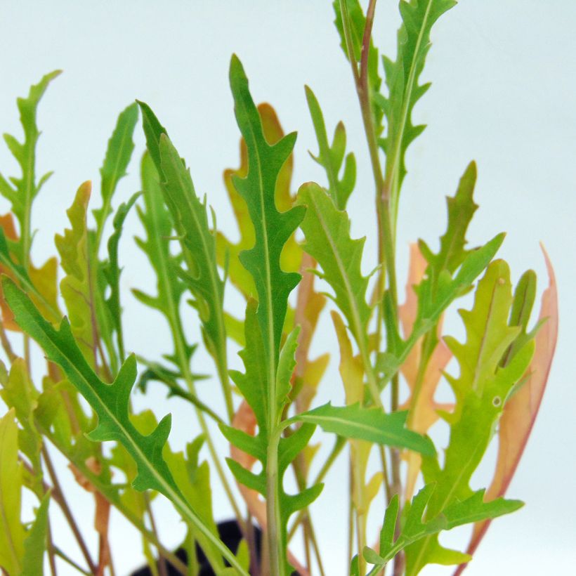 Valkohietasinappi luomu - Diplotaxis erucoides (Lehvistö)