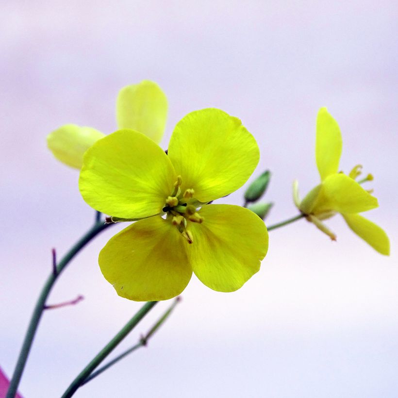 Valkohietasinappi luomu - Diplotaxis erucoides (Kukinta)