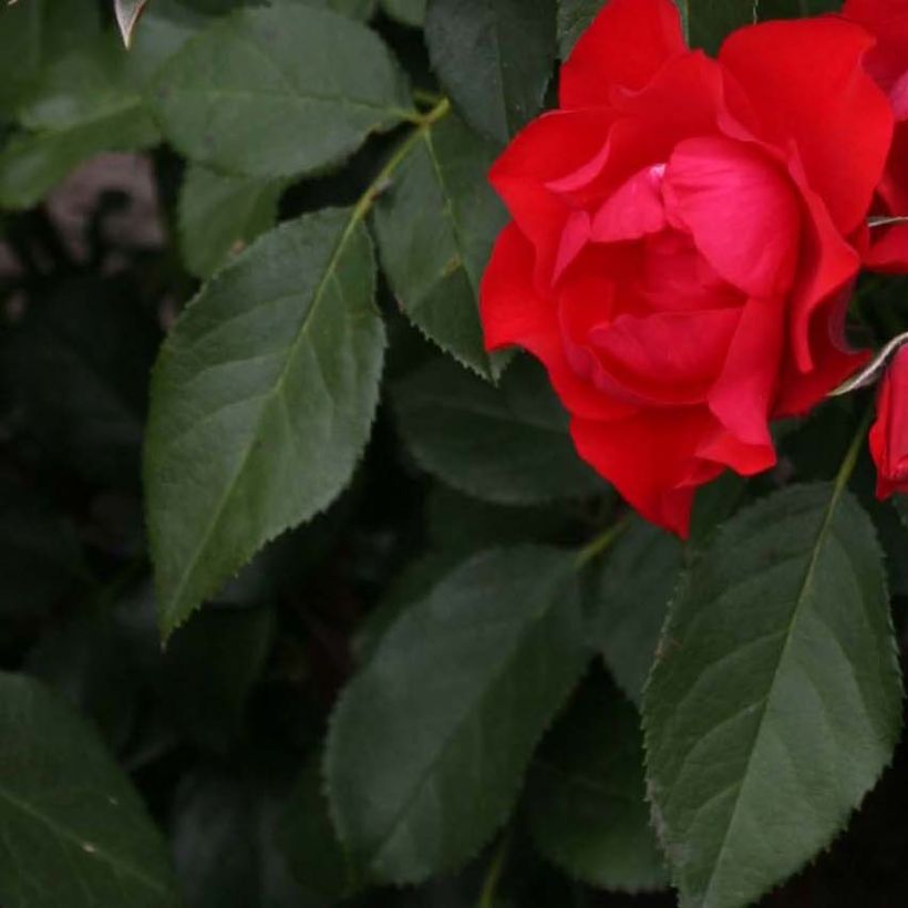 Maanpeiteruusu Black Forest Rose Korschwill (Lehvistö)