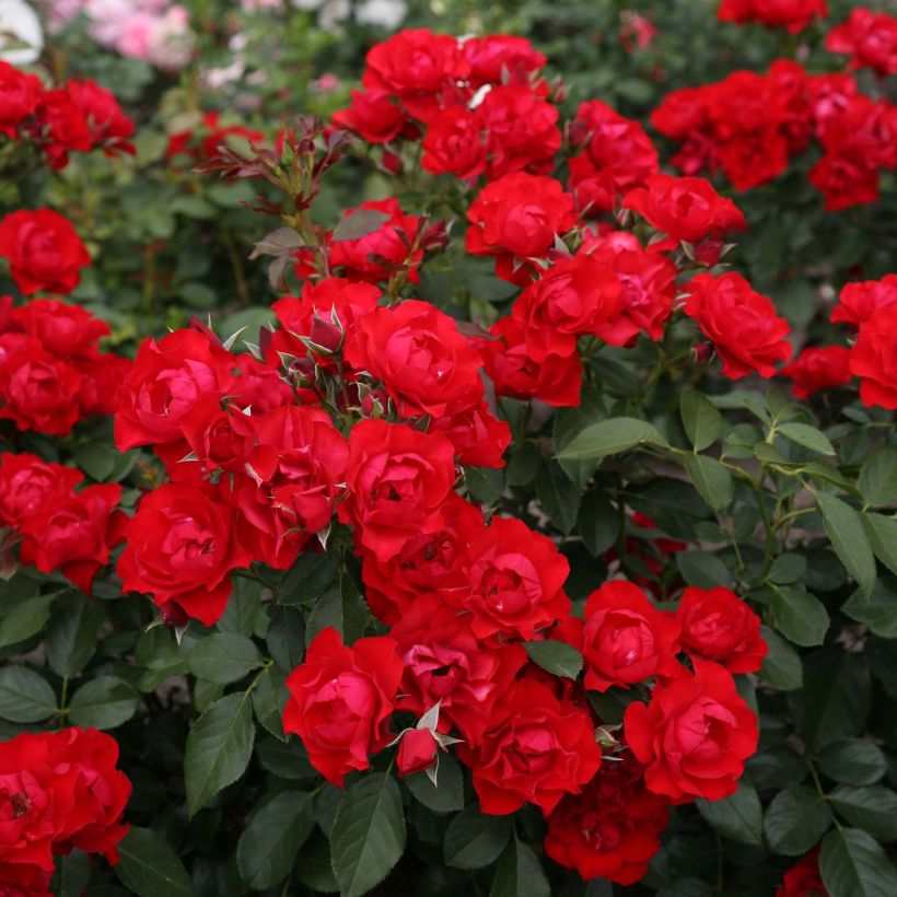 Maanpeiteruusu Black Forest Rose Korschwill (Kukinta)