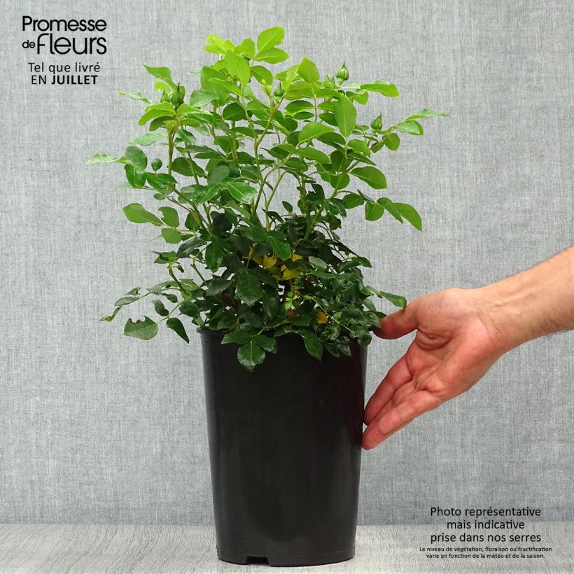 Esimerkki kesällä toimitetusta Floribundaruusu Kosmos 4 litran/5 litran ruukku-taimesta