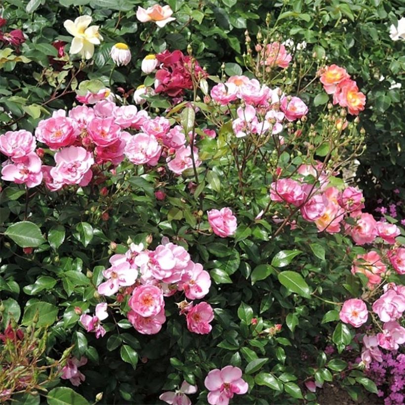 Polyantharuusu Louis Blériot (Kukinta)