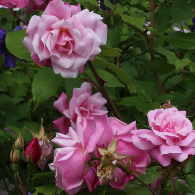 Vanha ruusu Old Blush (Pink China Parsons) (Kukinta)