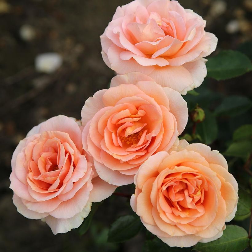Puistoruusu PATIO Rose Impala KORsternfue (Kukinta)