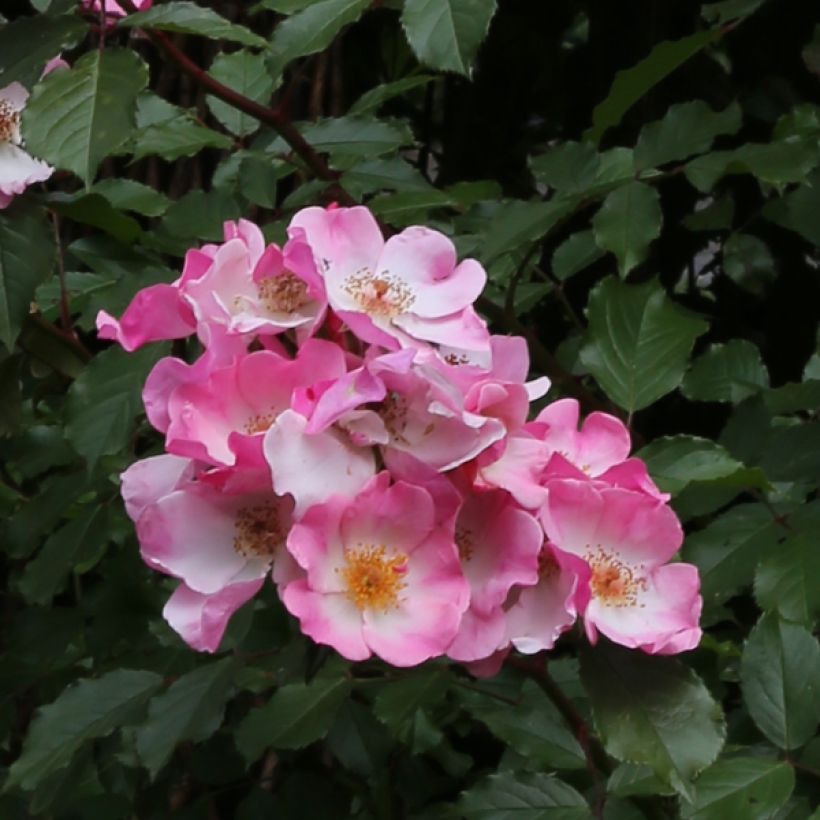 Pensasruusu Rosy Cushion (Kukinta)