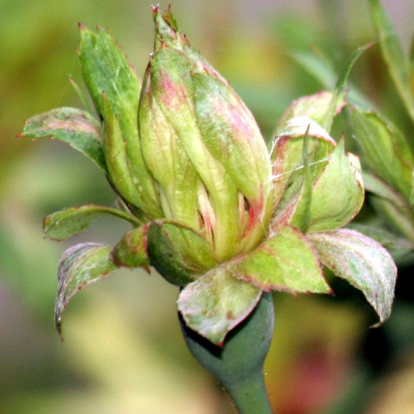 Lajiruusu Viridiflora (Kukinta)