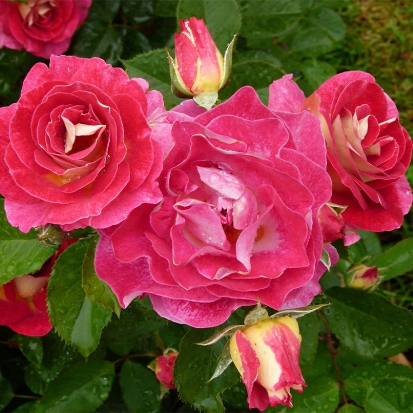 Floribundaruusu Aline Mayrisch Rose (Kasvutapa)
