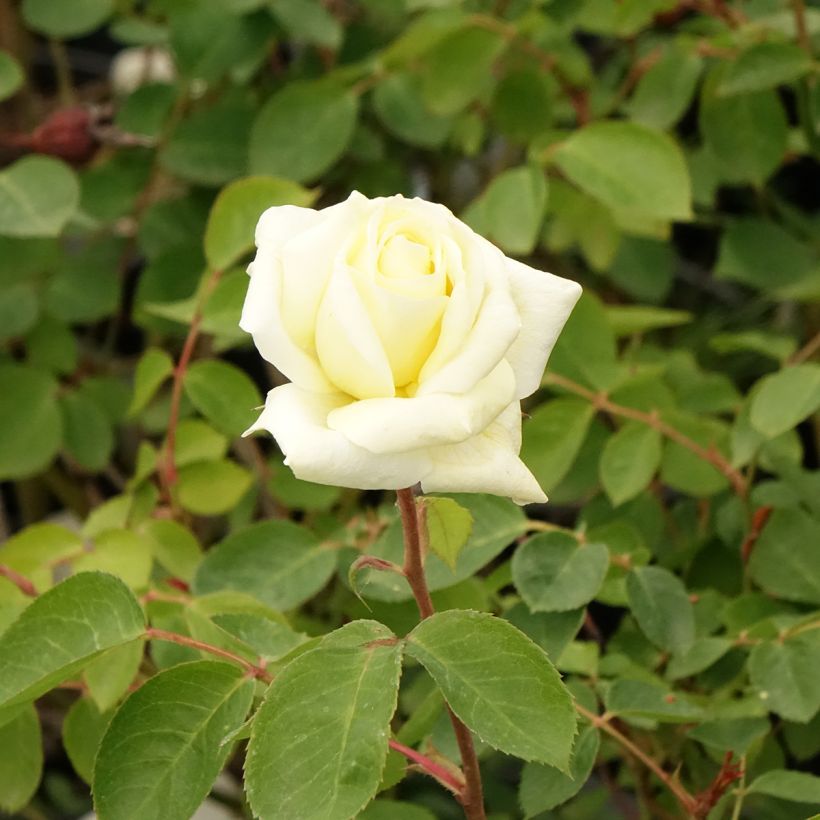 Floribundaruusu Love letter LENpiro (Kukinta)