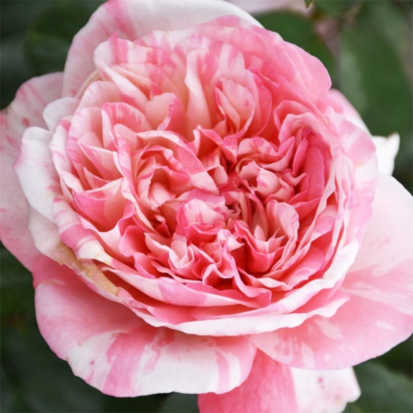Floribundaruusu Mascaret -11 (Kukinta)