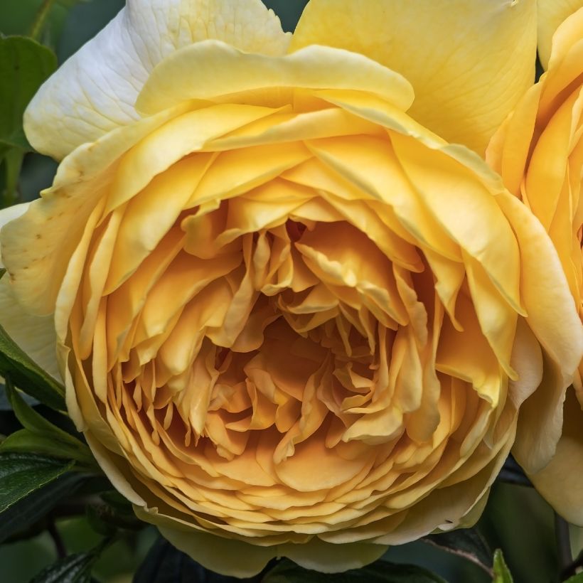 Floribundaruusu Off-Load (Kukinta)