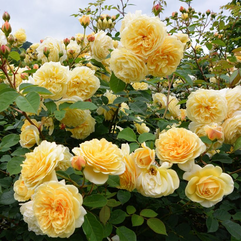 Floribundaruusu Off-Load (Kasvutapa)