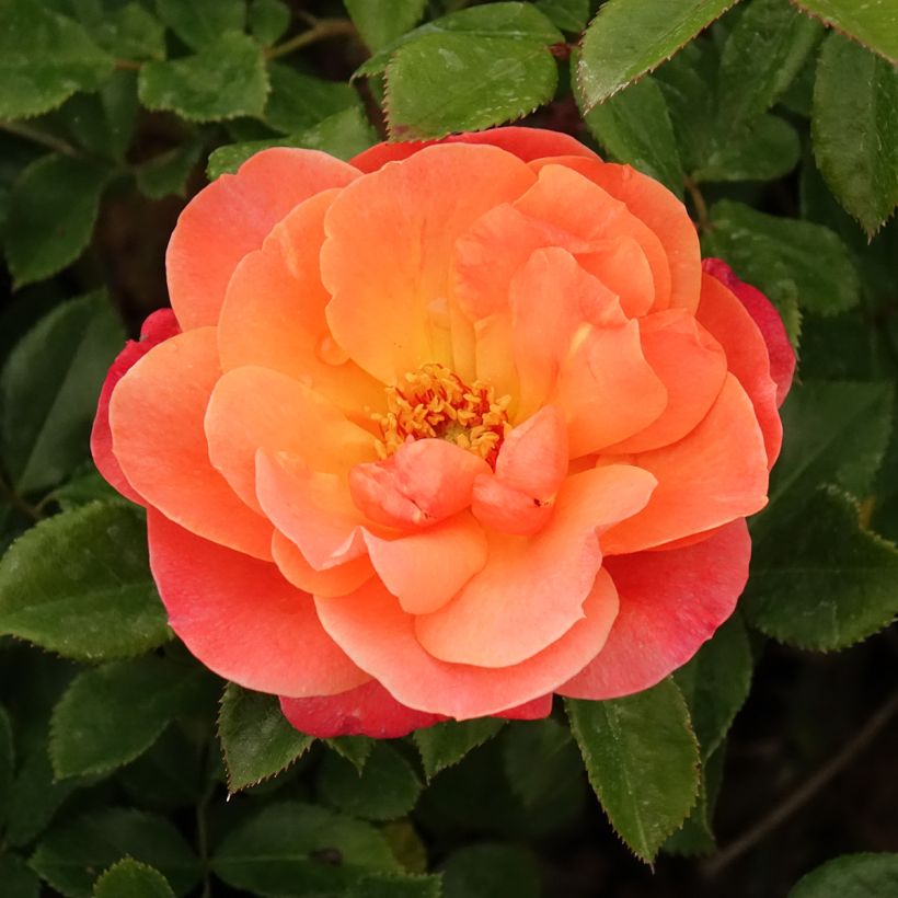 Floribundaruusu Sugar Candy Rose Meiconfiz (Kukinta)