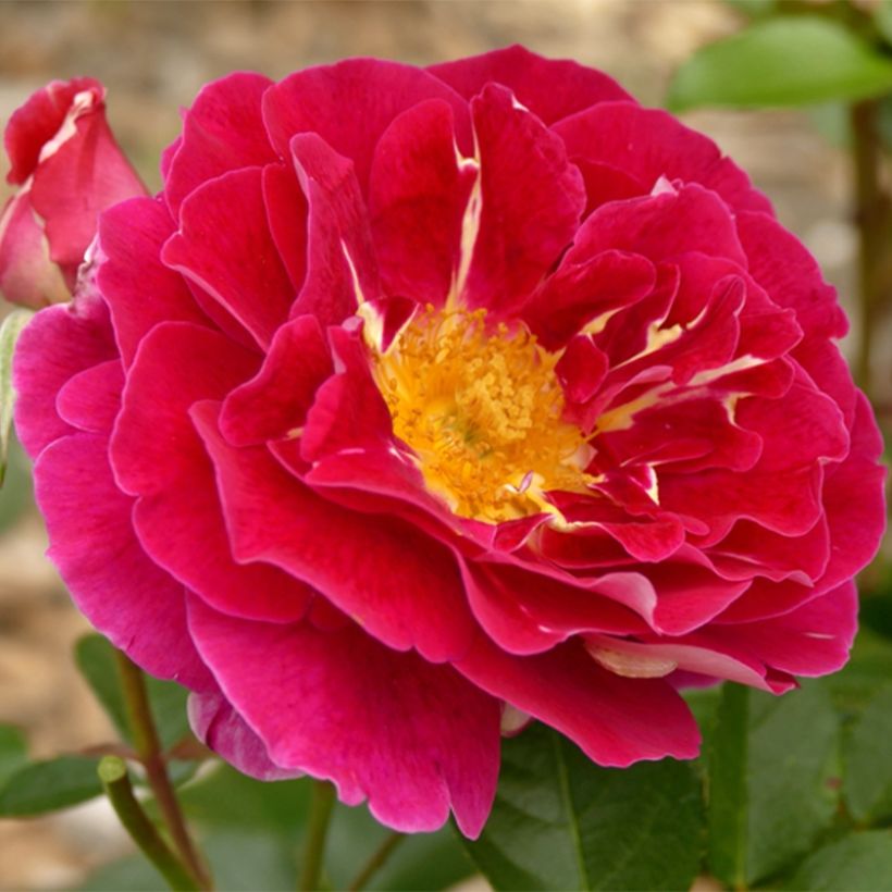 Floribundaruusu Abbatiale de Pontigny (Kukinta)