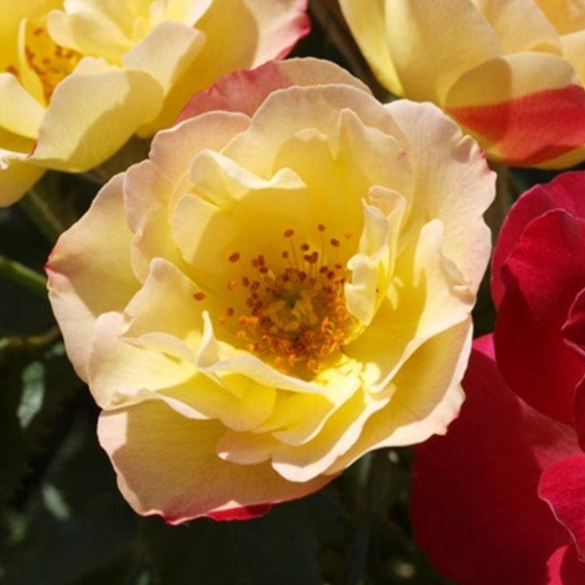 Floribundaruusu Quinte Flush -10 (Kukinta)