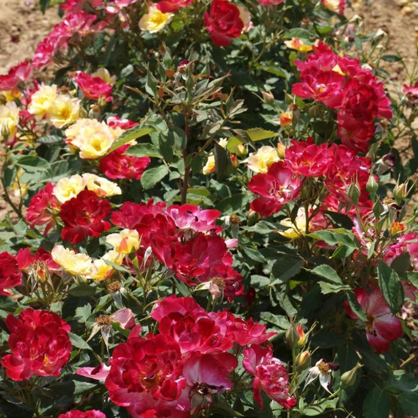 Floribundaruusu Quinte Flush -10 (Kasvutapa)